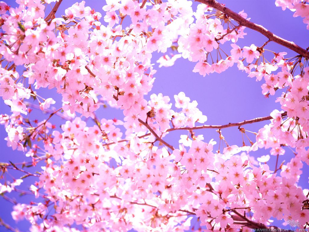 Top 5 Flowers In The World