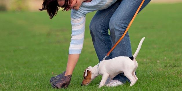 zero waste usa dog waste station