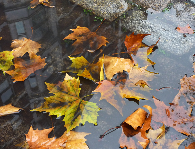 Drain Unblocking Leaves