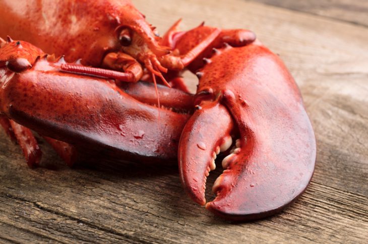 Everything You Need To Know About Lobster Roll In Boston