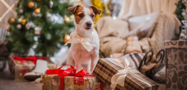 Christmas Tips For Keeping Pets Safe