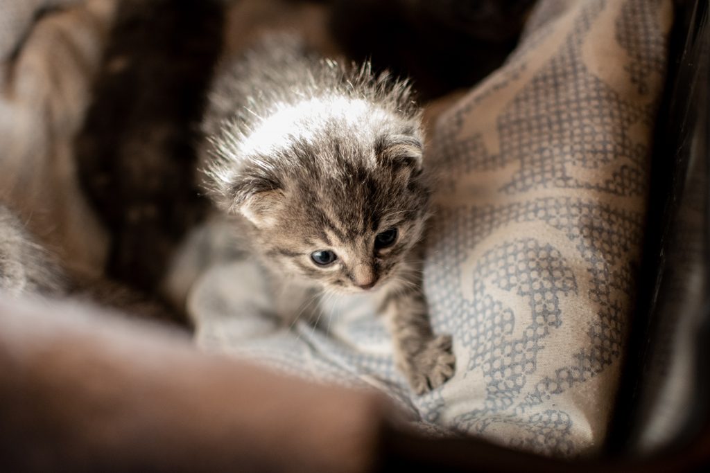 How to Calm Your New Kitten As They Get Used to Their Surroundings