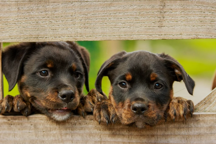How to Pick The Best Puppy Breed For A Family With Young Children