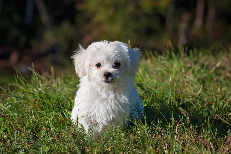 Looking For A Teacup or Toy Dog? How Responsible Owners Care For Small Breeds