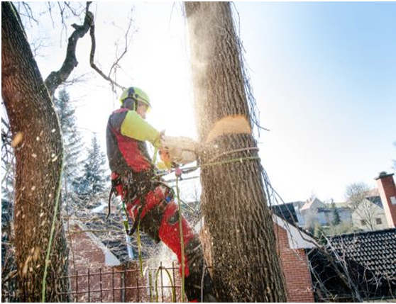 What Is The Going Rate For Cutting Down A Tree