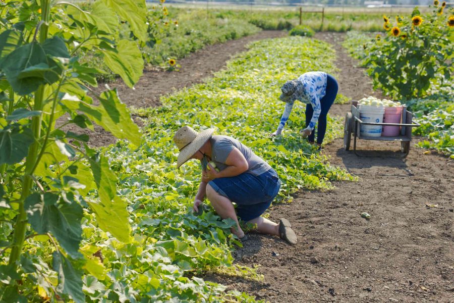 Understanding The Necessary Steps For Starting Your Own Farm